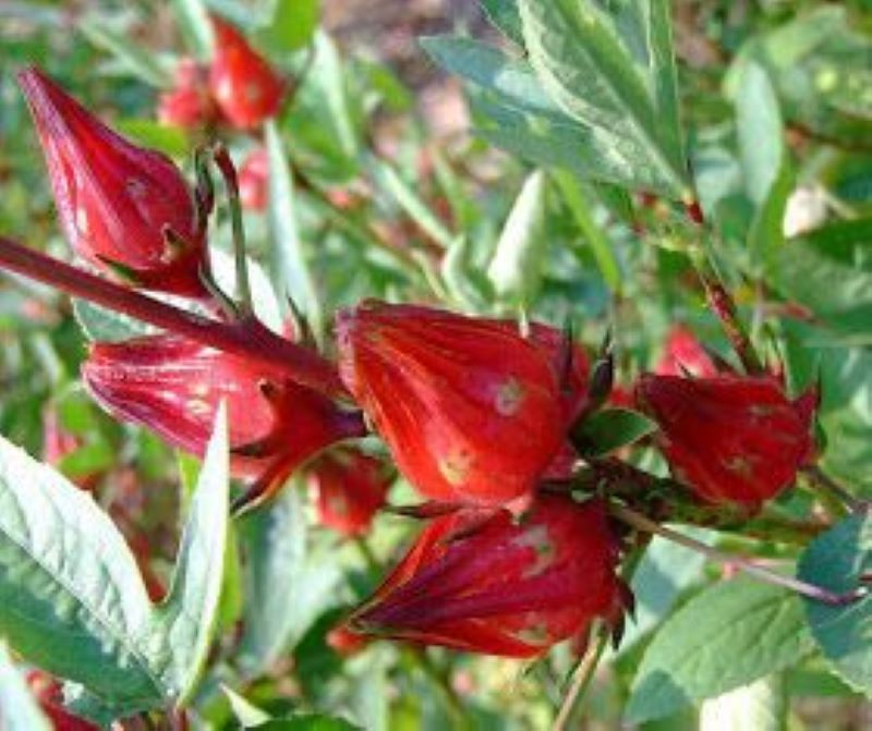 Bunga Rosela berkhasiat bagi kesehatan tubuh. (pinterest)