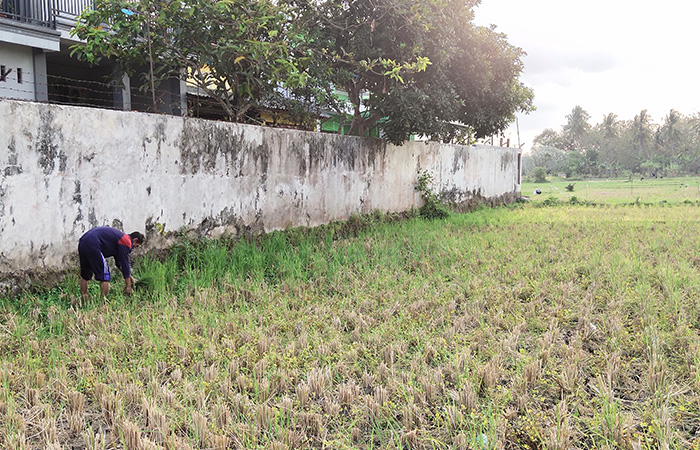 MENGERING: Kondisi sawah di wilayah Ngupasan, Pangenjurutengah, Kecamatan Purworejo Rabu (27/9).JIHAN ARON VAHERA/RADAR PURWOREJO
