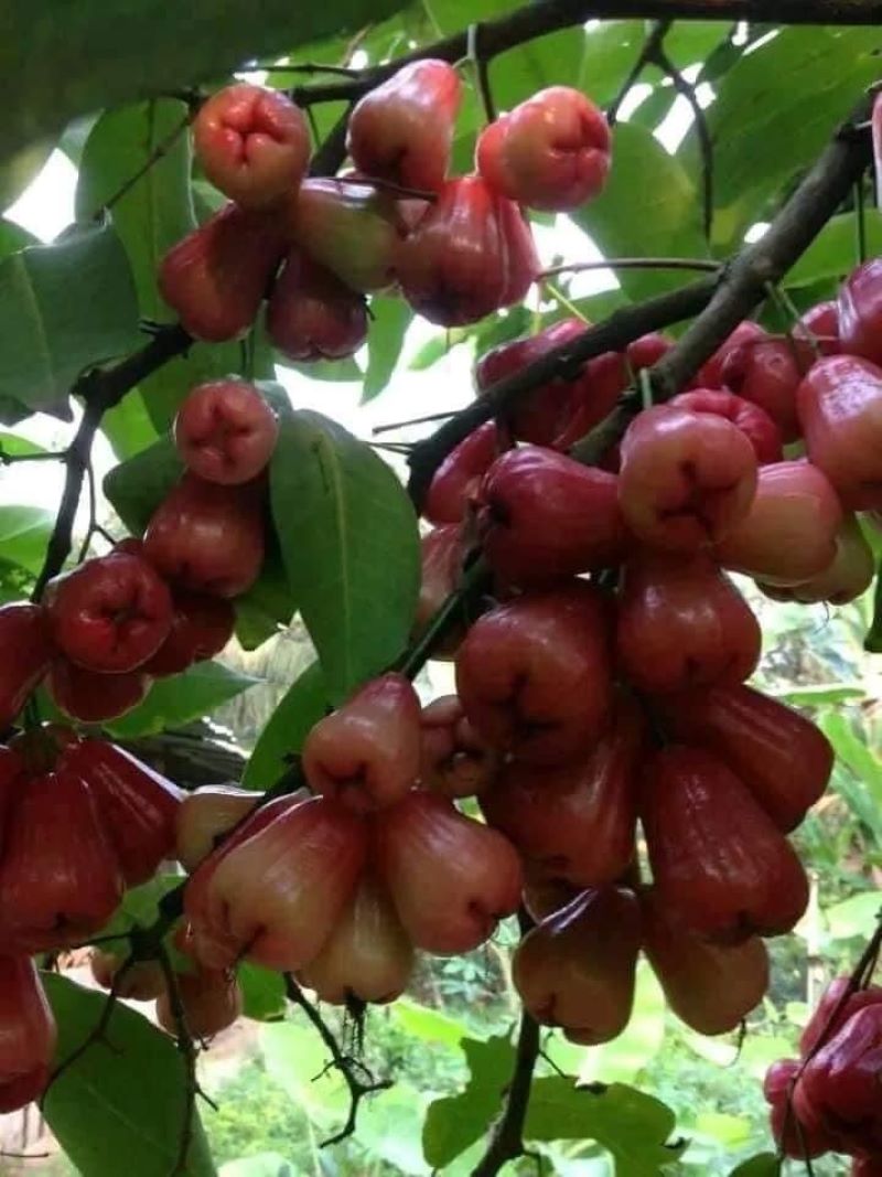 Segernya buah jambu air.  (Pinterest/@selva sasi pohon jambu air)