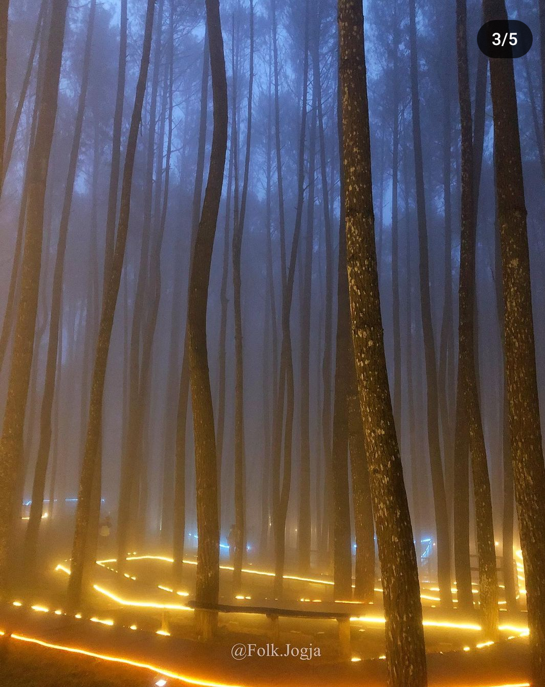 Hutan Pinus Mangunan.  (Instagram/@yogyakarta.official)