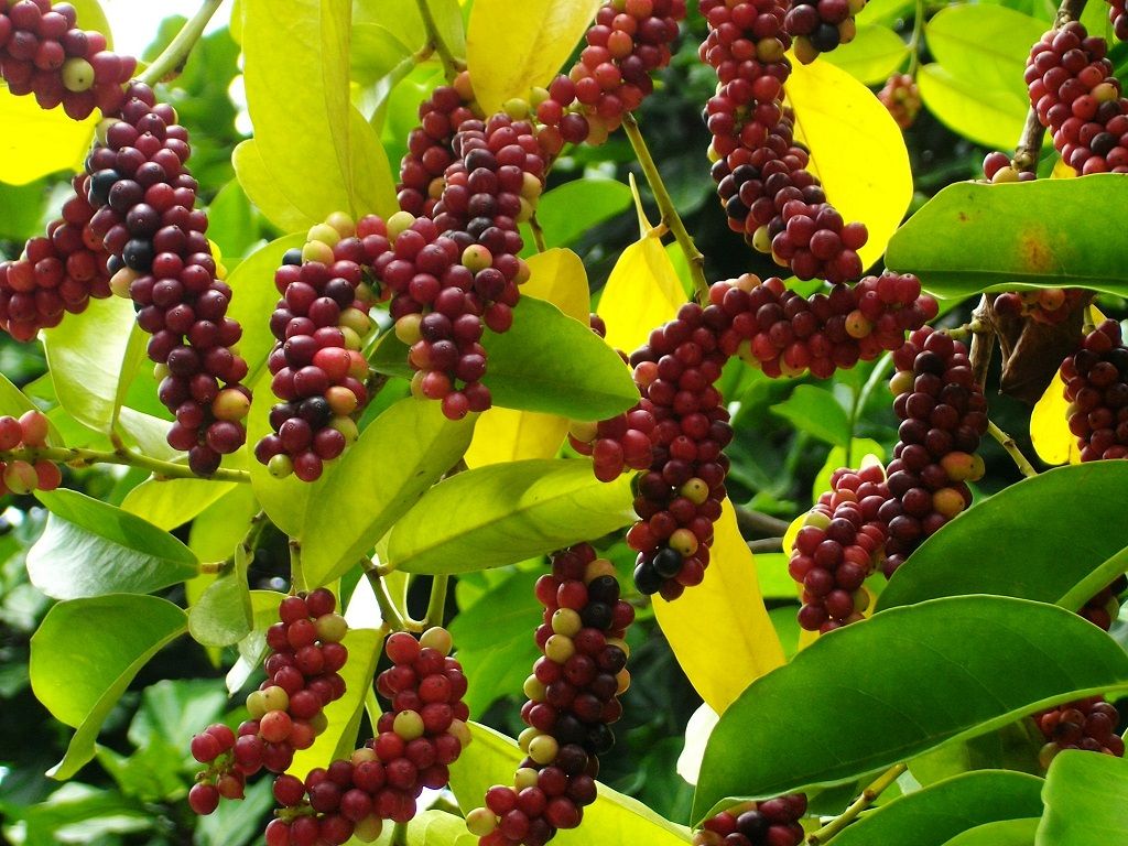 Buah Buni bergerombol, sekilas mirip buah Anggur. (Pinterest/@goodnewsfrom indonesia)