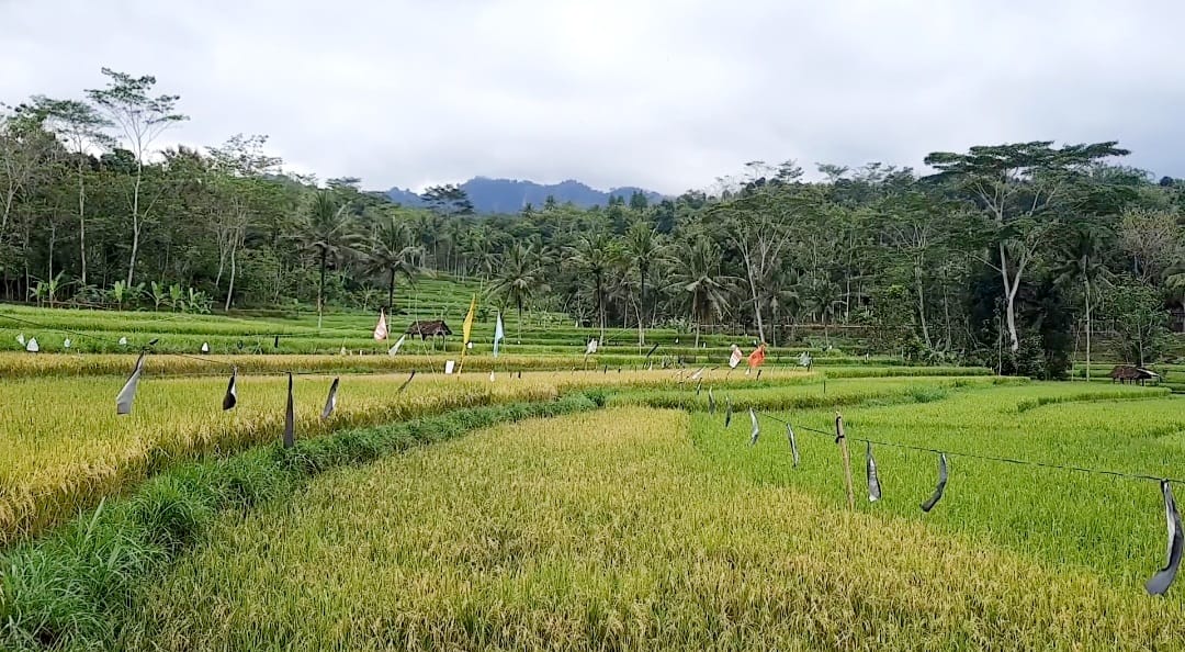 MENGHIJAU: Hamparan padi siap panen di Kapanewon Patuk, salah satu wilayah penghasil padi terbesar di Gunungkidul. (GUNAWAN/Radar Jogja)