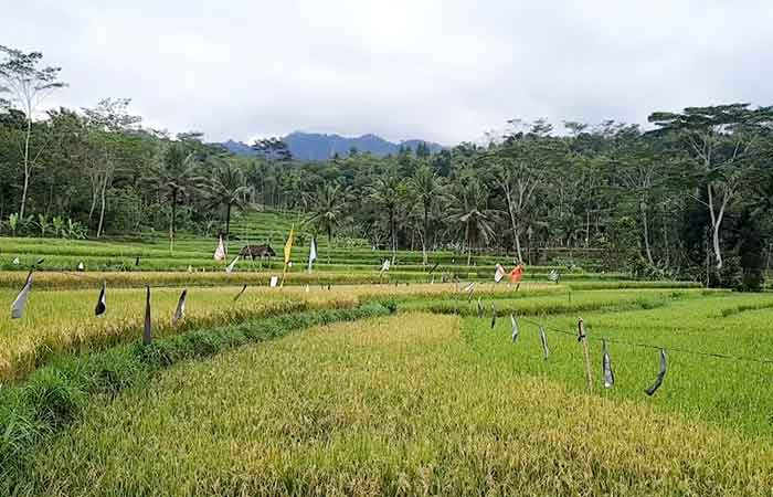 MENGHIJAU - Hamparan padi siap panen di Kapanewon Patuk, salah satu wilayah penghasil padi terbesar di Gunungkidul.GUNAWAN/RADAR JOGJA