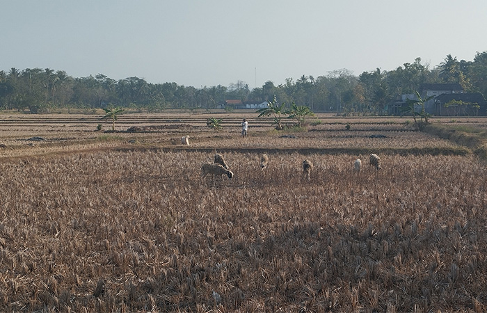 KERING KERONTANG: Penggembala membawa ternak kambingnya mencari makan di tengah sawah yang sudah gersang di salah satu wilayah di Kabupaten Purworejo, kemarin (4/10).&nbsp;