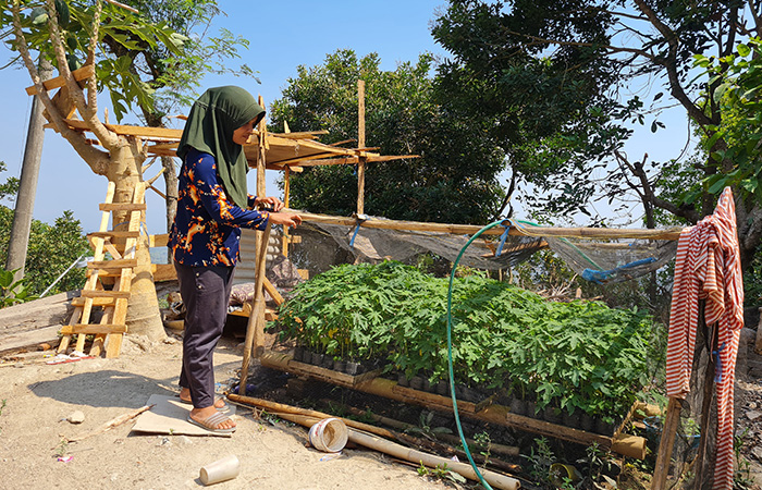 DIPASANG JARING: Ida sengaja memasang jaring di tanaman pepayanya agar tidak dijamah oleh para monyet ekor panjang yang turun dari perbukitan Menoreh.Naila Nihayah/Radar Jogja