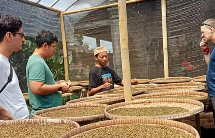 STOK MENURUN: Ketersediaan kopi di Desa Krinjing, Kajoran mengalami penurunan. Karena pada 2022 lalu, terjadi hujan yang berkepanjangan.Dokumentasi Nasopi&nbsp;