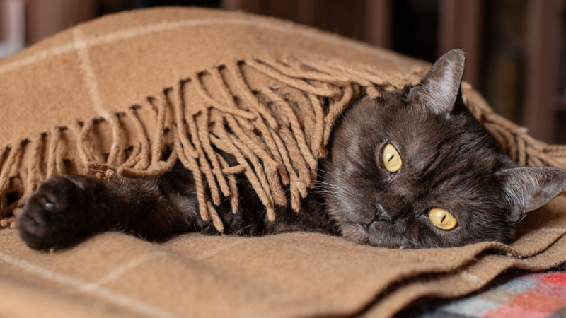 Ilustrasi kucing rebahan. (Website Hewania)