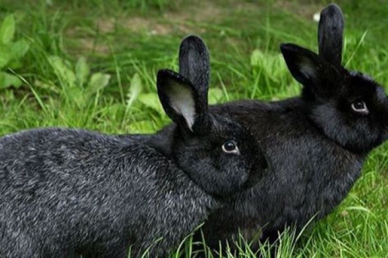 kelinci yang dijadikan logo playboy