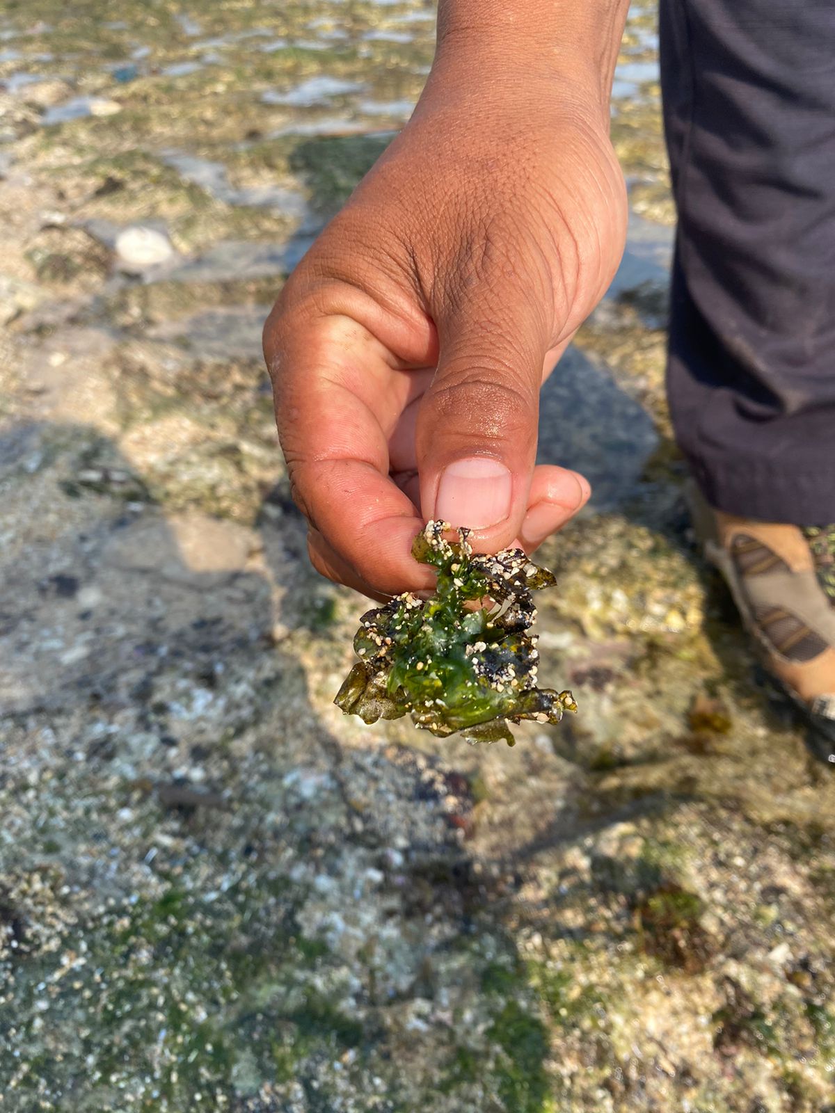 PERLU DITELITI - Petugas menunjukkan biota laut mati di Pantai Krakal dan Slili pasca tercemar limbah cair Minggu (8/10)