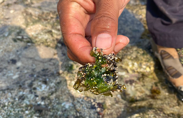 INI LHO: Wisatawan Pantai Krakal, Kemadang, Tanjungsari menunjukkan cairan pekat berwrna hitam melekat di sepatu, Sabtu (7/10).