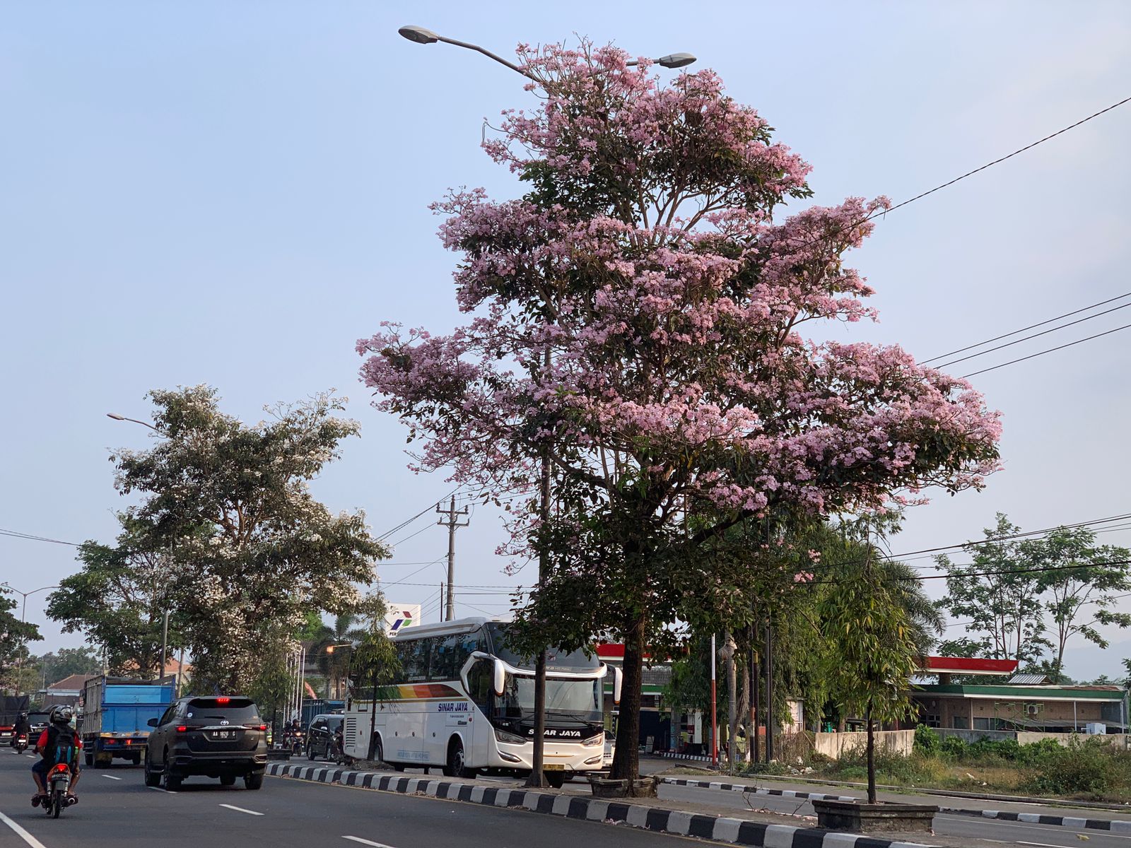 BERBUNGA: Bunga tabebuya yang bermekaran di sepanjang median jalan protokol ini, semakin mempercantik Magelang. (Naila Nihayah/Radar Jogja)