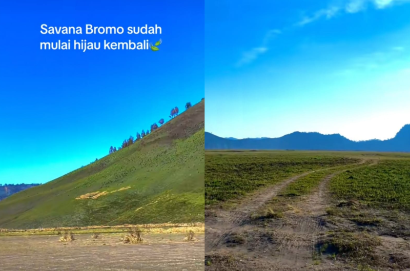 Kondisi savana Bromo menghijau kembali. (Tangkapan layar TikTok /@moment.story7)