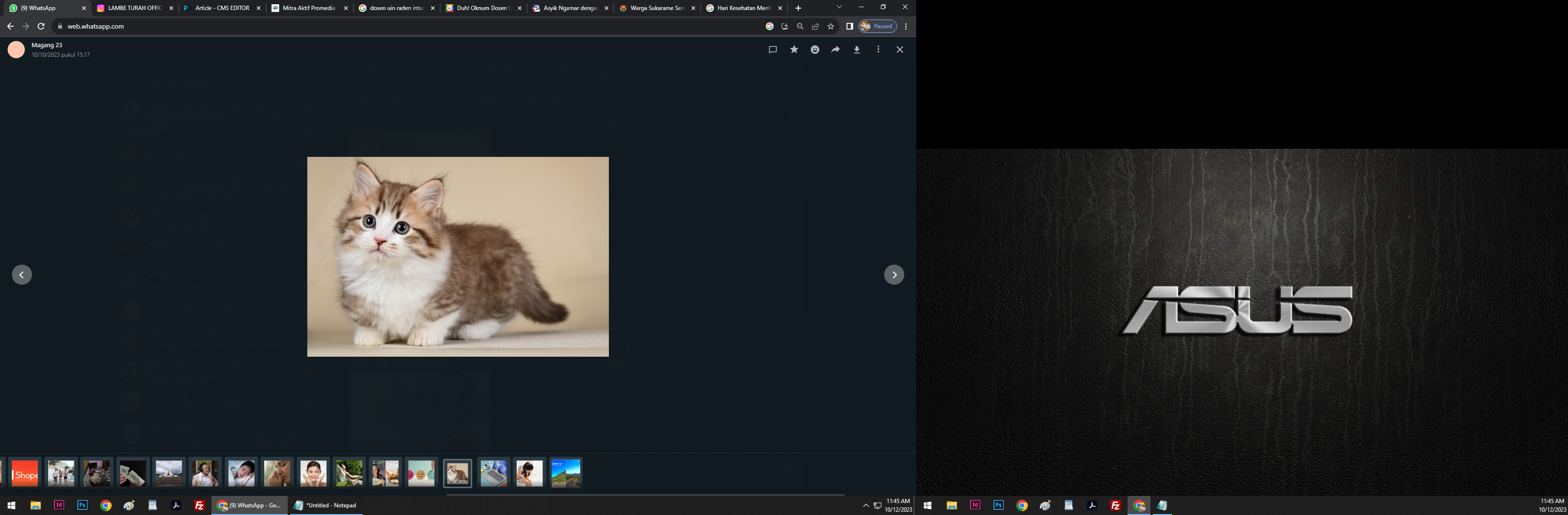 Kucing sebagai salah satu hewan peliharaan. (Website/halodoc.com)