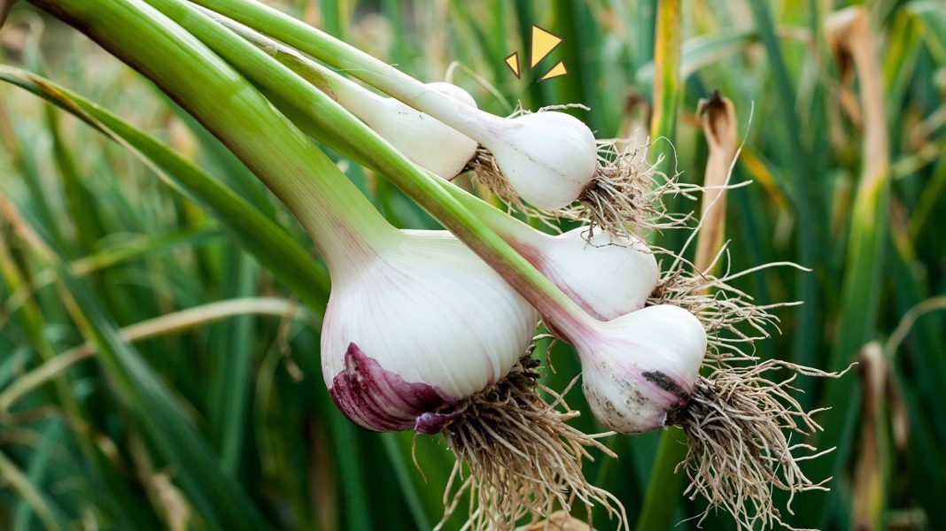 daun bawang
