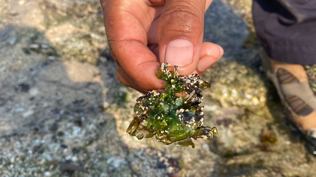 SUDAH AMAN: Petugas saat menunjukkan biota laut mati di Pantai Krakal dan Slili pasca tercemar limbah cair Minggu (8/10). (Dok Radar Jogja)