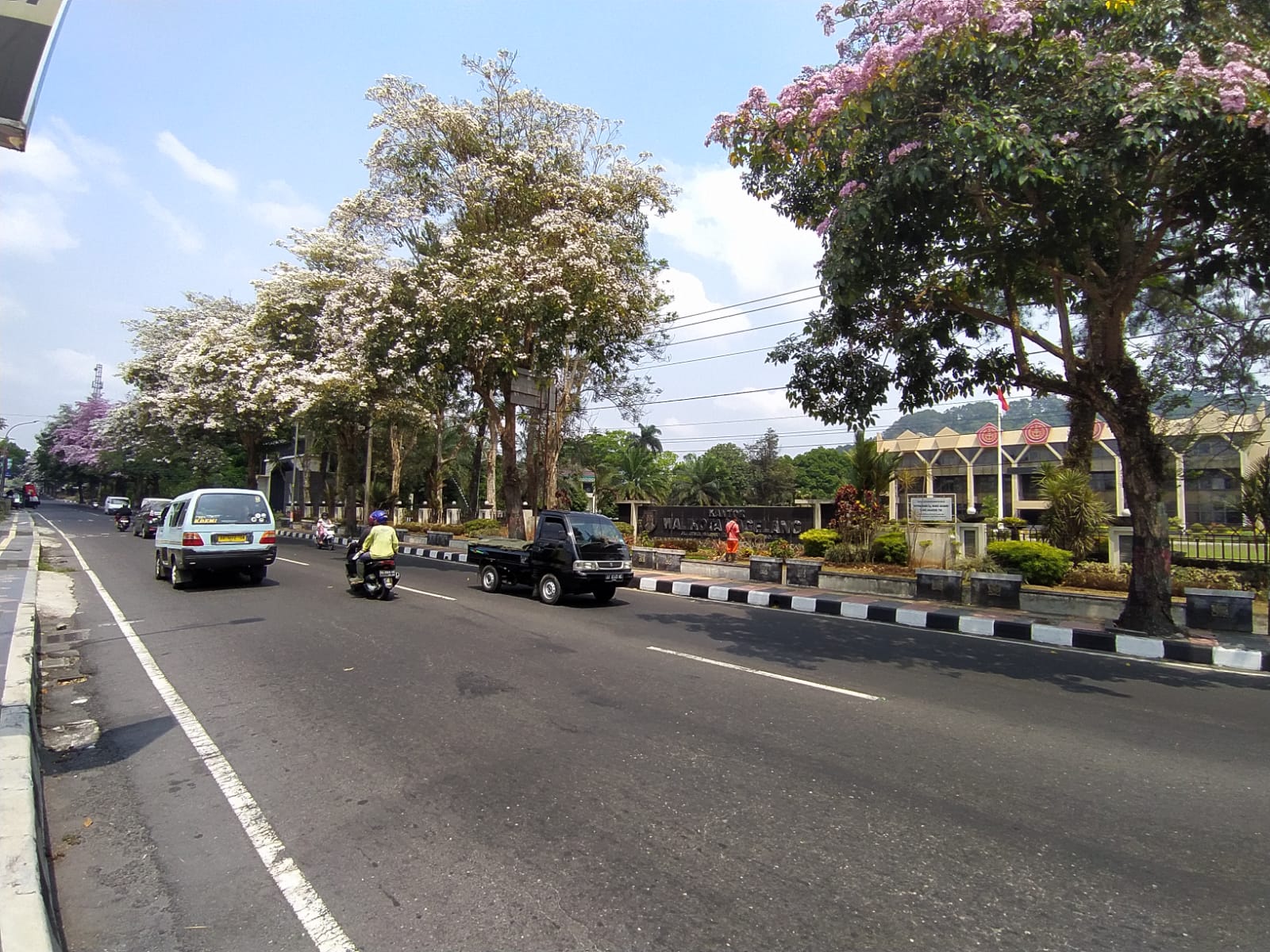 MENAWAN: Bunga Tabebuya tampak bermekaran di ruas Jalan Jenderal Sarwo Edhie Wibowo, atau tepatnya di depan kantor Wali Kota Magelang. (Naila Nihayah/Radar Jogja)