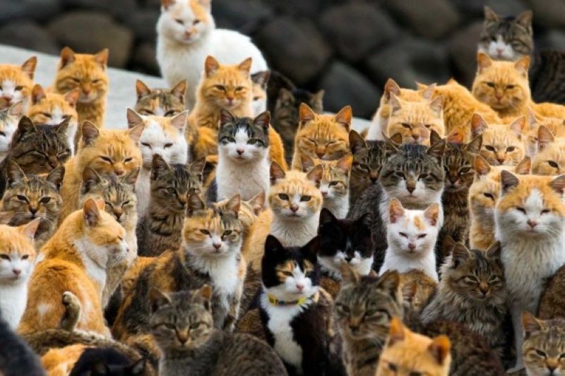Polisi China Selamatkan 1.000 Kucing yang Dagingnya Hendak Dijual Secara Ilegal sumber gambar idn times