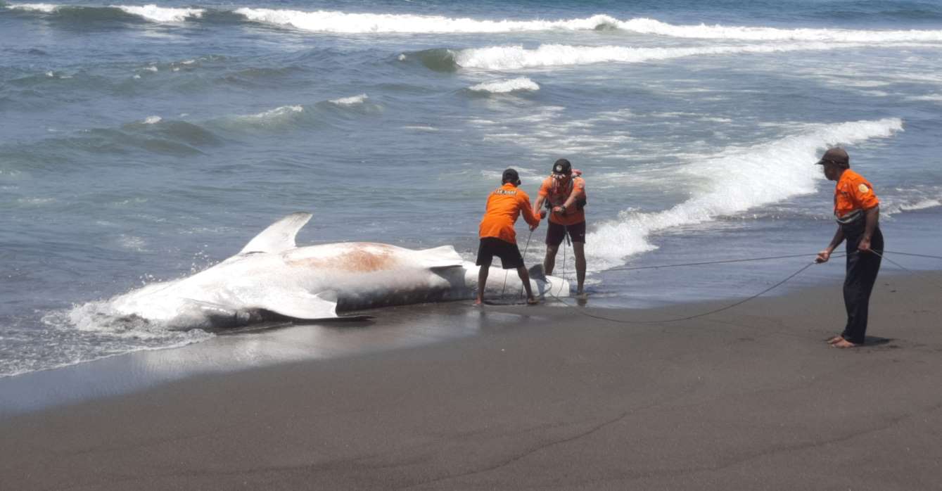 TERDAMPAR: Proses evakuasi bangkai hiu tutul di Pantai Trisik, Kalurahan Banaran, Kapanewon Galur, Kulon Progo, (27/10). HENDRI UTOMO/RADAR JOGJA&nbsp;
