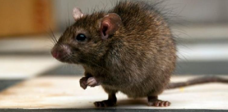 Ilustrasi Tikus. (lacozzamia.blogspot.com)