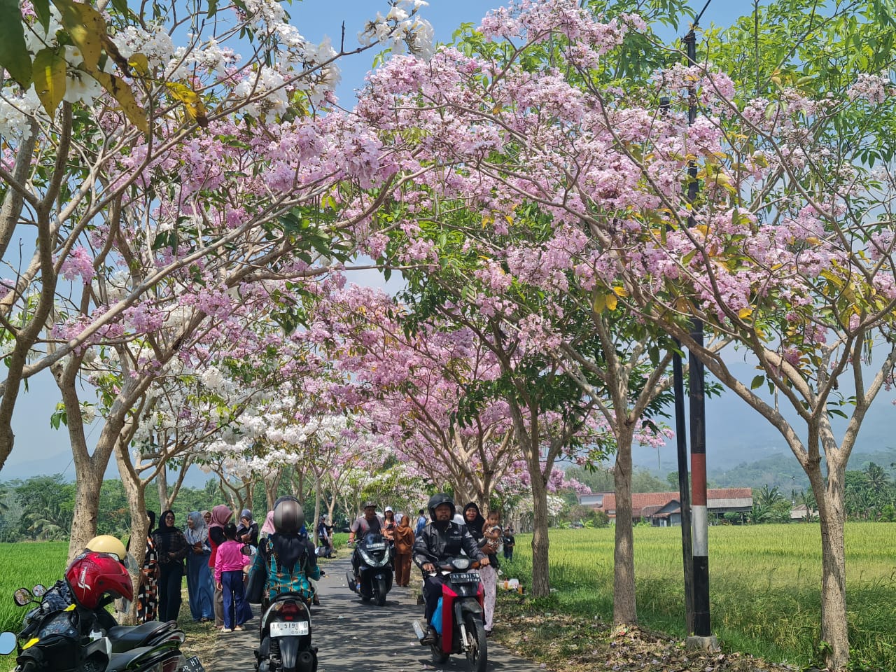 RIMBUN: Bunga tabebuya menghiasi sepanjang jalan menuju Dusun Ngletoh, Desa Payaman, Secang. Para warga dari berbagai desa pun datang untuk sekadar berfoto.