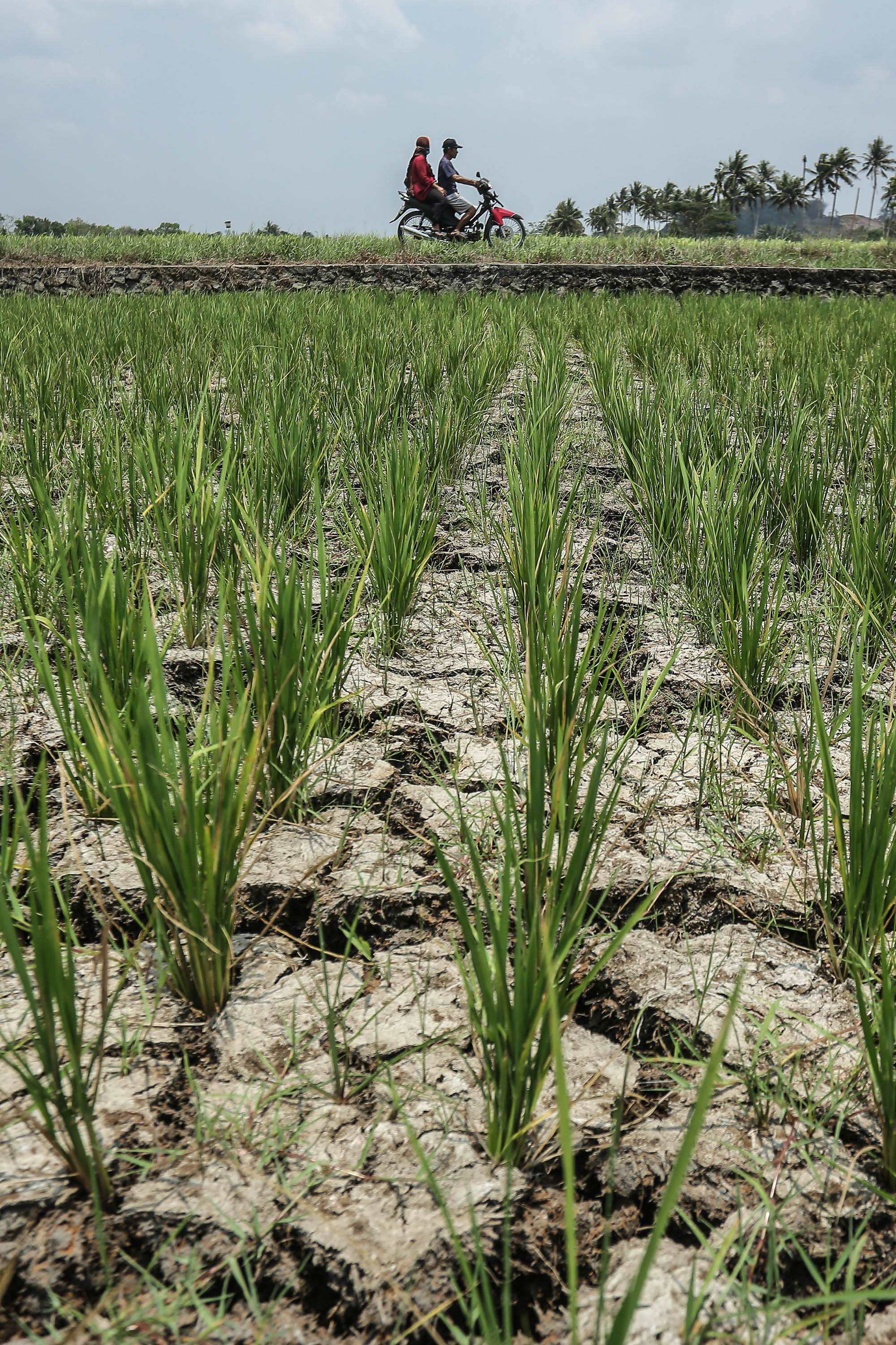 Warga melintas di sawah yang mengering dan gagal tanam di kawasan Sumberagung, Moyudan, Sleman, Rabu (1/11). BMKG mencatat sebaran curah hujan di wilayah DIJ belum berata. sebagian besar kapanewon di lima kabupaten/kota mengalami kekeringan ekstrem (Foto: