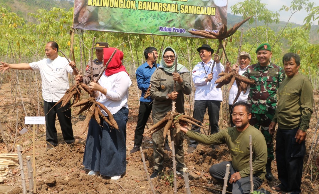 POTENSI: Penjabat Bupati Kulon Progo Ni Made Dwipanti Indrayanti hadir dalam wiwitan panen raya ubi kayu di lahan Klomtan Sumber Rejeki  Kaliwunglon, Banjarsari, Samigaluh, Kulon Progo, Rabu (1/11).