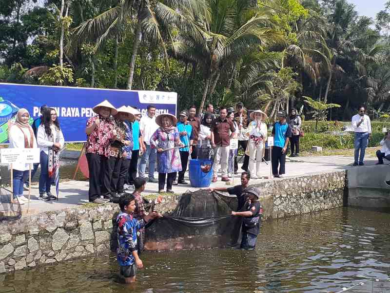 Bupati Sleman Kustini Sri Purnomo saat melakukan panen ikan nila di kolam Kelompok Pembudidaya Ikan (KPI) Mina Taruna, Wonokerto, Turi, pada Kamis (2/11). (Iwan Nurwanto)