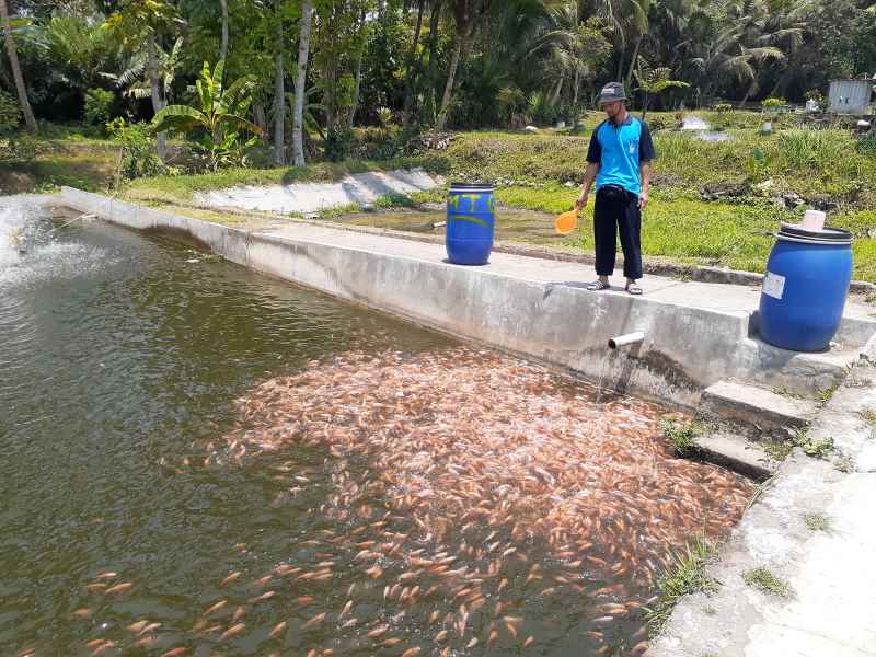Salah seorang pembudidaya ikan di KPI Mina Taruna, Wonokerto, Turi saat memberi pakan ikan pada Kamis (2/11). Saat ini para pembudidaya ikan mengeluhkan mahalnya harga pakan. Iwan Nurwanto