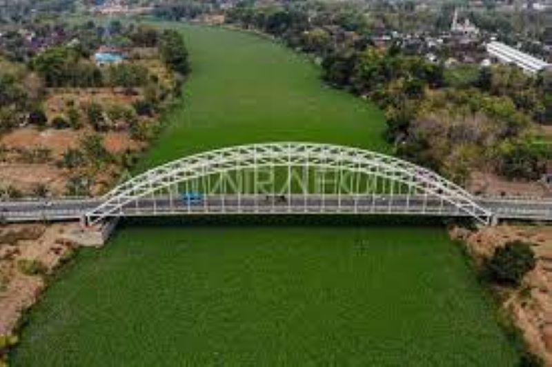pemandangan Sungai Bengawan Solo yang telah dipenuhi Eceng Gondok (Antaranews)