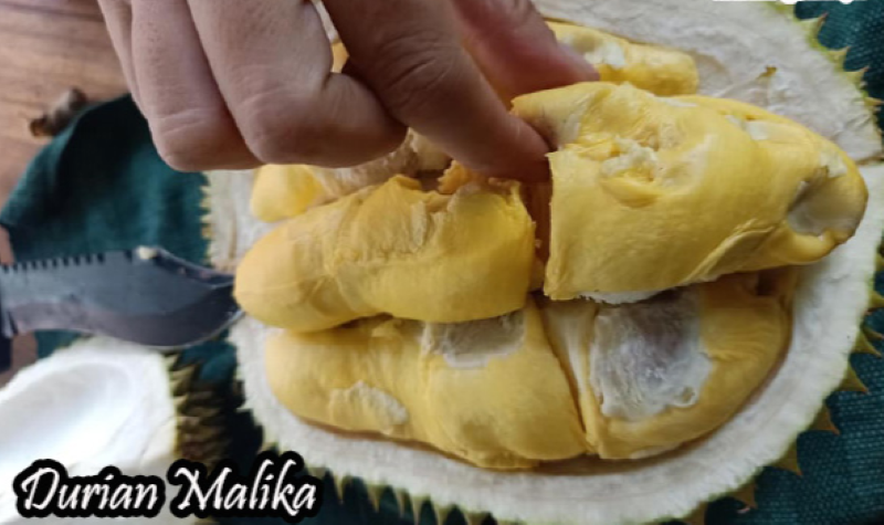 Nikmatnya Durian Malika Asli Gunungpati, Kota Semarang. (www.bibitbuahku.com)