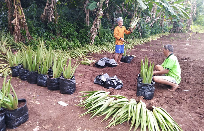 BERNILAI: Mengoptimalkan lahan pekarangan, warga Jeruklegi, Katongan, Nglipar terlihat menunjukkan hasil panen aloe vera mereka.dokumentasi warga Jeruklegi