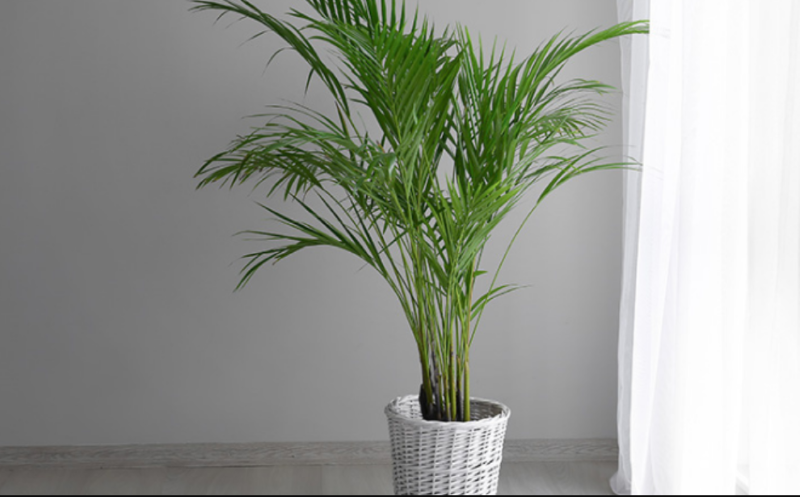 Palm Bambu (Radar Cirebon)