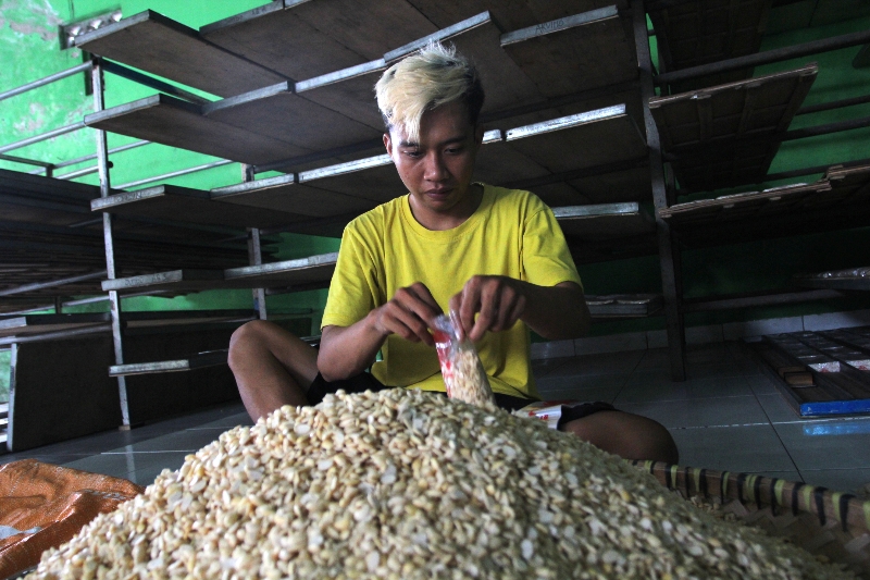 TETAP PRODUKSI: Pegawai mengemas kedelai untuk dijadikan tempe di Pabrik Tempe Murni Muchlar di Kalurahan Ngestiharjo, Kasihan, Bantul, Selasa (7/11). (Gregorius Bramantyo/Radar Jogja)