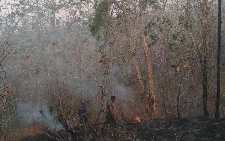 MASIH MARAK - Petak 14 wilayah Kawasan hutan Wanagama, Kalurahan Banaran, Playen, terbakar beberapa waktu lalu. Dokumen Radar Jogja