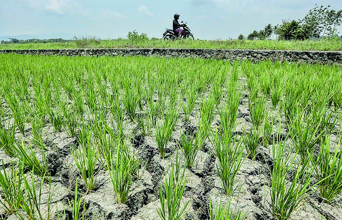 PENGAIRAN BELUM MAKSIMAL: Warga melintas di sawah yang mengering dan gagal tanam di kawasan Sumberagung, Moyudan, Sleman, Rabu (1/11). BMKG mencatat sebaran curah hujan di wilayah DIJ belum merata.