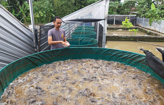 TELATEN: Pembudidayaan ikan lele dengan kolam terpal dengan memanfaatkan belakang rumah sebagai lahan budi daya.SEVTIA EKA NOVARITA/RADAR JOGJA