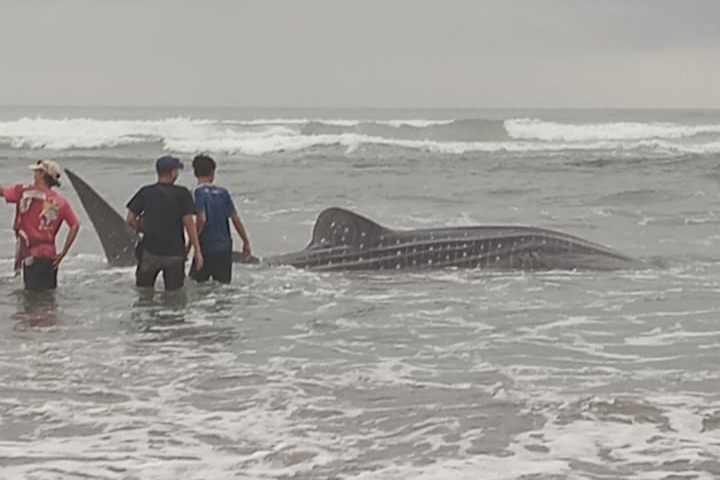 Bangkai hiu paus tutul terdampar di Pantai Parangtritis, Bantul, pada Kamis (16/11) pagi. (Dok. SAR Satlinmas Wilayah Operasi III Parangtritis)