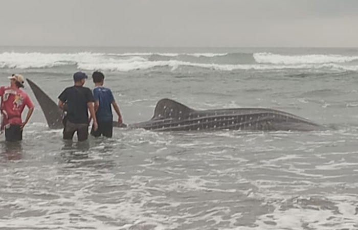 Bangkai hiu paus tutul terdampar di Pantai Parangtritis, Bantul, pada Kamis (16/11) pagi. (Dok. SAR Satlinmas Wilayah Operasi III Parangtritis)