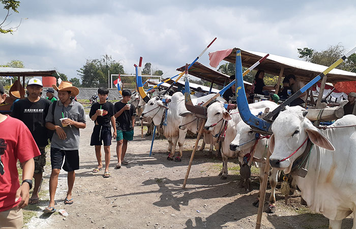 KOMPAK: Suasana saat ratusan bajingan atau sopir gerobak sapi mengikuti sosialisasi tentang Pemilu 2024 di Lapangan Caturharjo, Sleman Minggu (19/11).IWAN NURWANTO/RADAR JOGJA