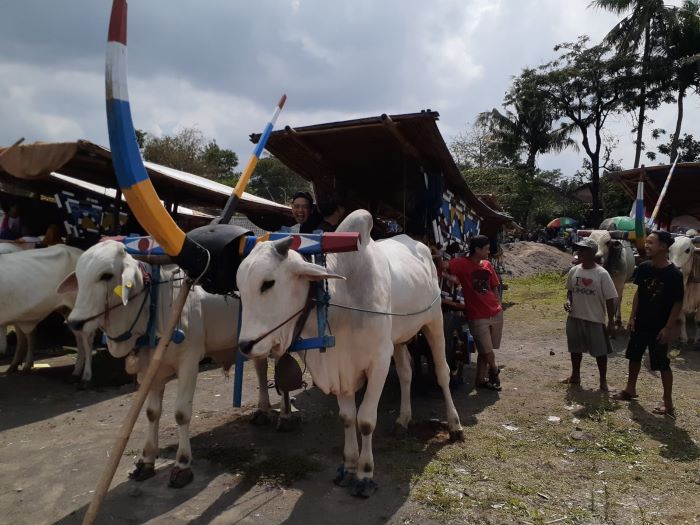 FOTO// IWAN NURWANTO   CAPTION: Suasana saat ratusan bajingan atau sopir gerobak sapi mengikuti sosialisasi tentang Pemilu 2024 di Lapangan Caturharjo, Sleman, pada Minggu (19/11). Iwan Nurwanto