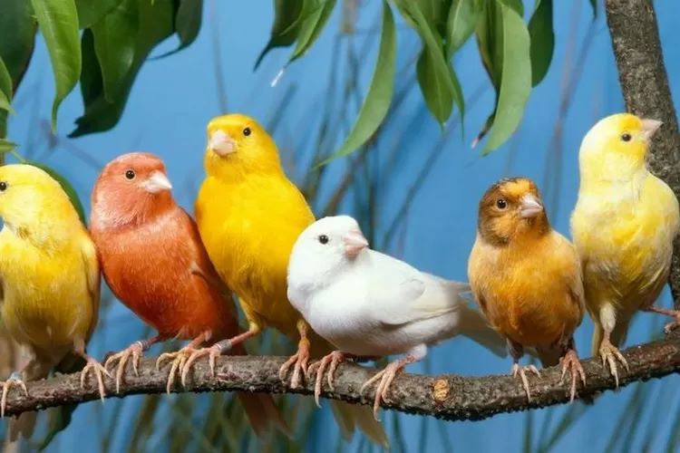 Jenis-jenis burung kenari yang paling banyak digemari (santpol.org)