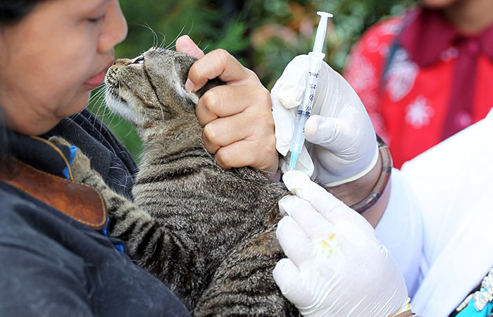 NOL KASUS: Petugas menyuntik kan dosis vaksinasi rabies pada kucing peliharaan warga di Kelura han Prenggan, Kotagede, kemarin (20/11). Vaksinasi rabies gratis guna mempertahanakan nol kasus rabies.