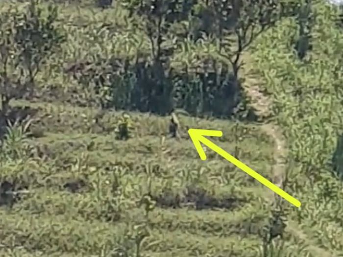 MACAN ATAU BUKAN : Tangkapan layar video yang menyebut keberadaan macan di sekitar Pantai Menganti, Kebumen. BKSDA belum dapat memastikan kebenaran hewan tersebut merupakan macan. (Tiktok)