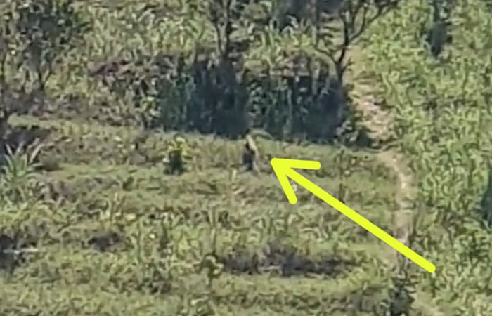 MACAN ATAU BUKAN : Tangkapan layar video yang menyebut keberadaan macan di sekitar Pantai Menganti, Kebumen. BKSDA belum dapat memastikan kebenaran hewan tersebut merupakan macan.