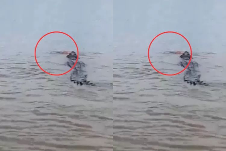 buaya diduga membawa tubuh bocah 10 tahun di Sungai Arut (Tangkapan Layar Twitter/@jujukyng)