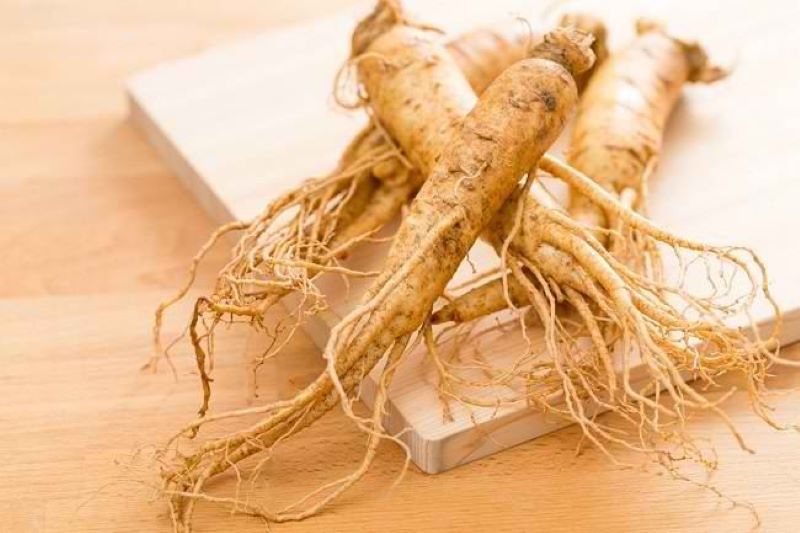 Gingseng Jawa. (Istimewa)