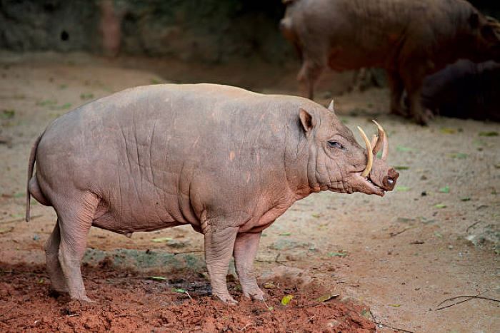 Sumber foto iStock