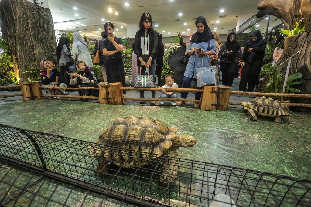 Pengunjung menyaksikan koleksi satwa yang dihadirkan Kebun Binatang Gembira Loka di Ambarrukmo Plaza, Kamis (07/12/2023)