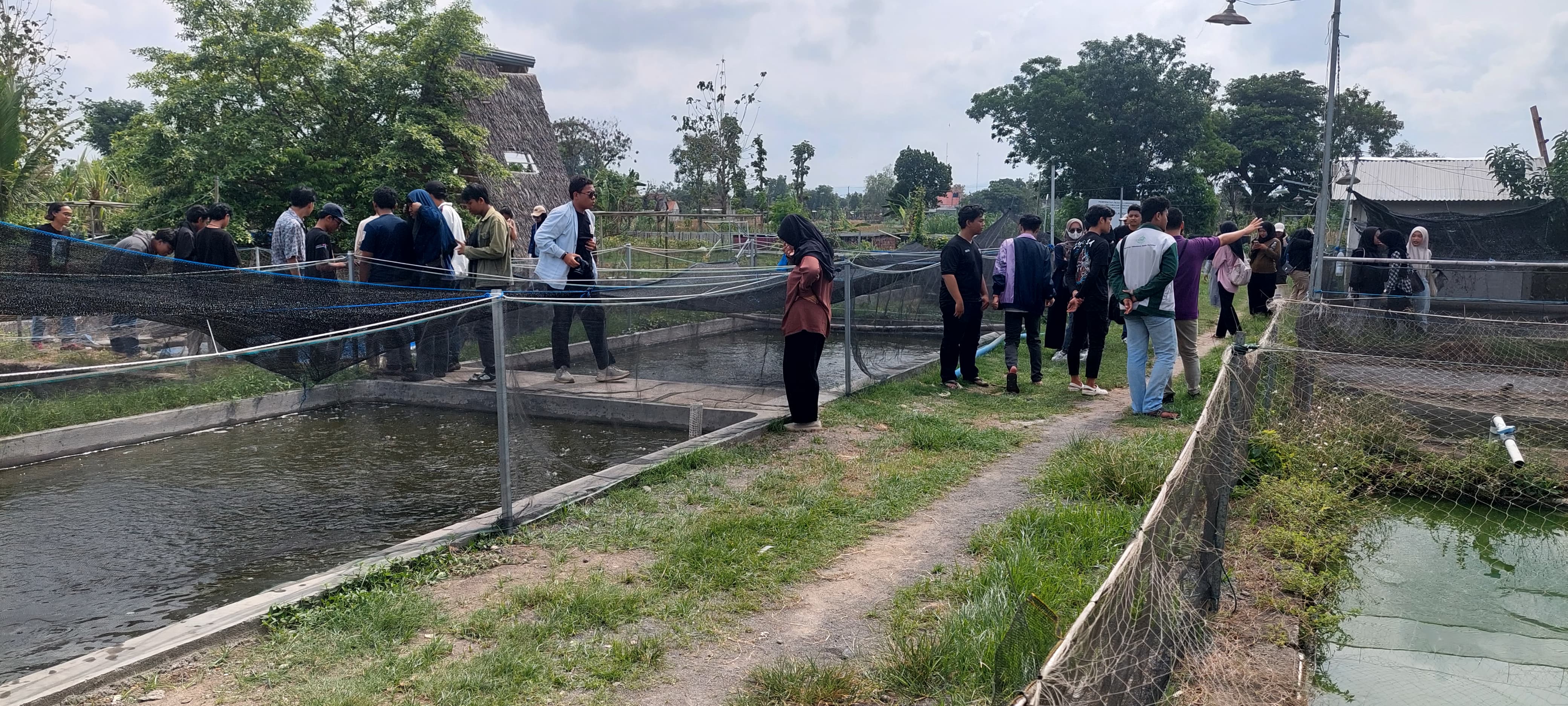 JADI JUJUKAN: Sejumlah tempat budi daya ikan hias yang berada di Padukuhan Kadisoro, Gilangharjo, Pandak saat dikunjungi oleh mahasiswa UGM.