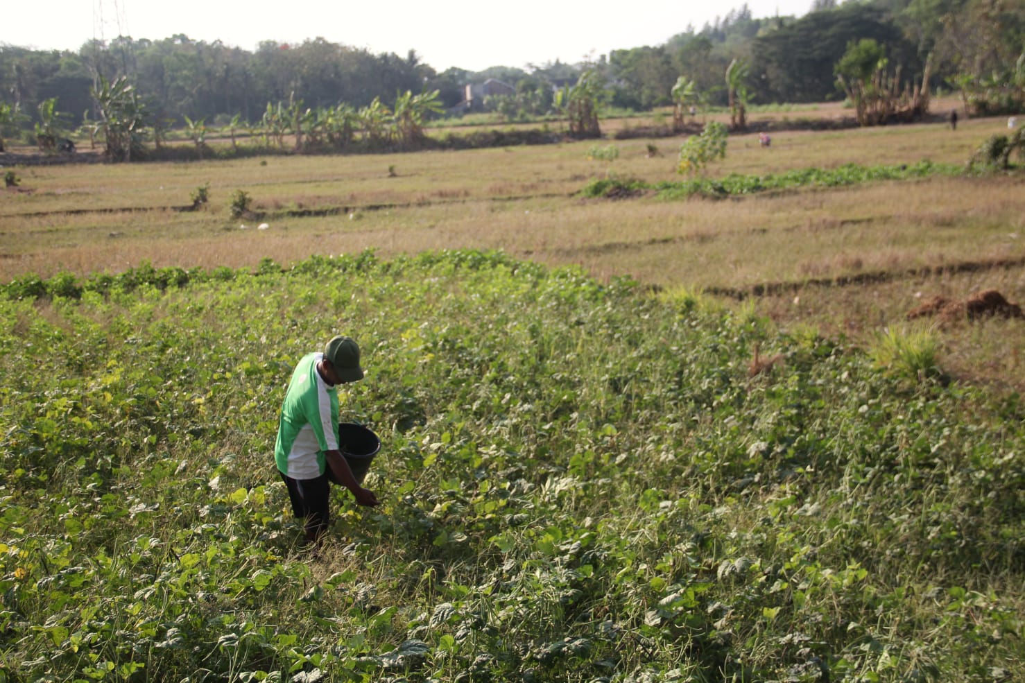 TELATEN: Petani sedang menyiram tanaman di lahannya di wilayah Bangunjiwo, Kasihan, Bantul. (Gregorius Bramantyo/Radar Jogja)